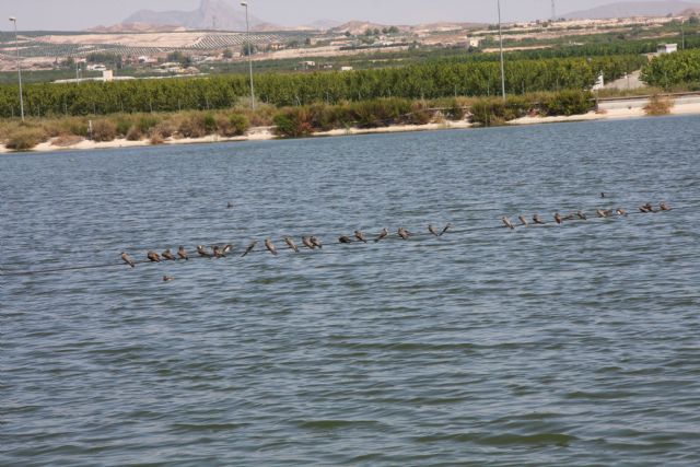 Molina de Segura pone en marcha las actividades del proyecto LIFE09/NAT/ES/000516 para la conservación de la malvasía cabeciblanca - 2, Foto 2