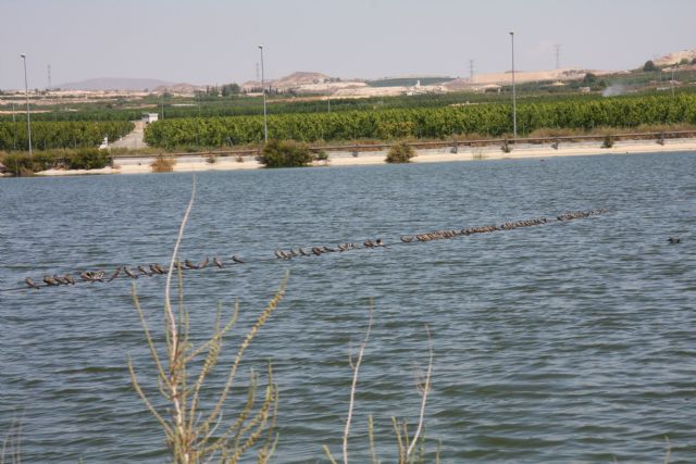 Molina de Segura pone en marcha las actividades del proyecto LIFE09/NAT/ES/000516 para la conservación de la malvasía cabeciblanca - 3, Foto 3