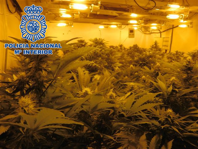 La Policía Nacional desmantela un cultivo de marihuana en un chalet de El Fenazar - 2, Foto 2