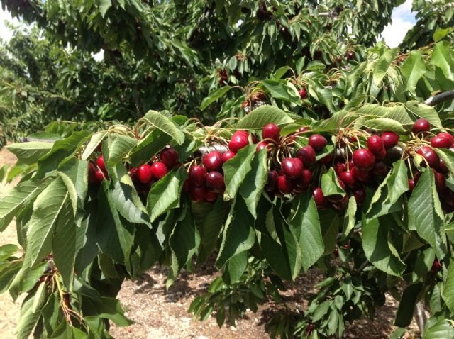 Agricultura abre nuevas perspectivas para el desarrollo del cultivo del cerezo en la Región - 1, Foto 1