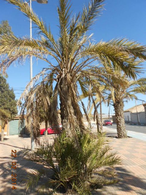 El PSOE denuncia el lamentable estado de abandono de los Extrarradios del municipio - 3, Foto 3