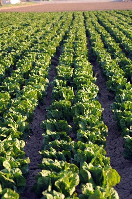 GRUVENTA valora como aceptable la campaña de hortalizas de invierno - 1, Foto 1