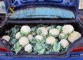 La Guardia Civil interviene ms de cuatro toneladas de productos hortofrutcolas en un mercado de Murcia