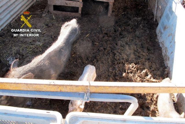 La Guardia Civil detecta en una granja de Molina de Segura más de una decena de animales con graves síntomas de desnutrición - 1, Foto 1