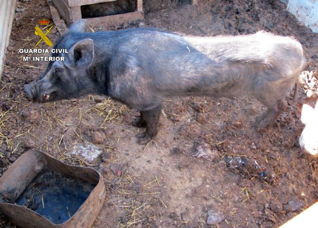 La Guardia Civil detecta en una granja de Molina de Segura más de una decena de animales con graves síntomas de desnutrición - 2, Foto 2