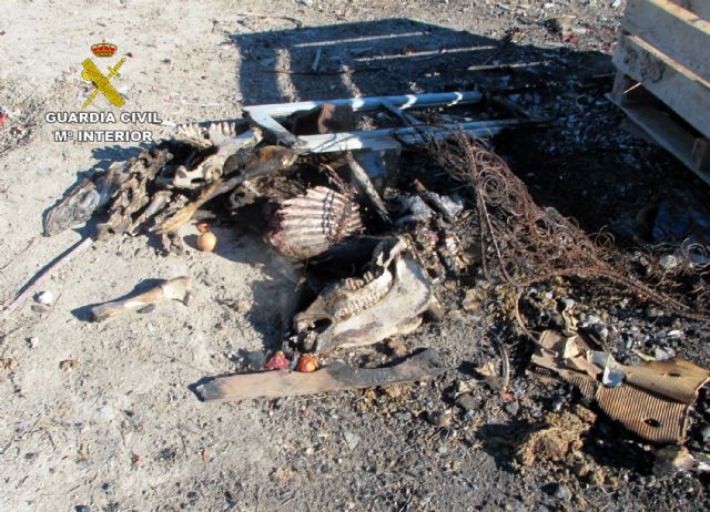 La Guardia Civil detecta en una granja de Molina de Segura más de una decena de animales con graves síntomas de desnutrición - 3, Foto 3