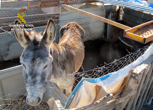 La Guardia Civil detecta en una granja de Molina de Segura más de una decena de animales con graves síntomas de desnutrición - 5, Foto 5