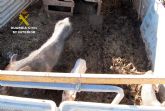 La Guardia Civil detecta en una granja de Molina de Segura ms de una decena de animales con graves sntomas de desnutricin