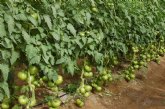 La cosecha de tomate en la Regin aument en 2013 un 3,3 por ciento respecto a la campaña anterior