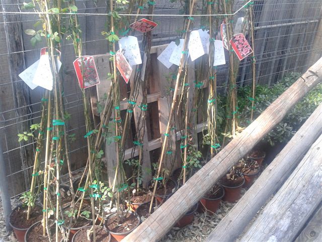 Jardines repondrá cerca de 250 ejemplares de plantas y vegetación en los 14 jardines y zonas verdes del municipio - 1, Foto 1