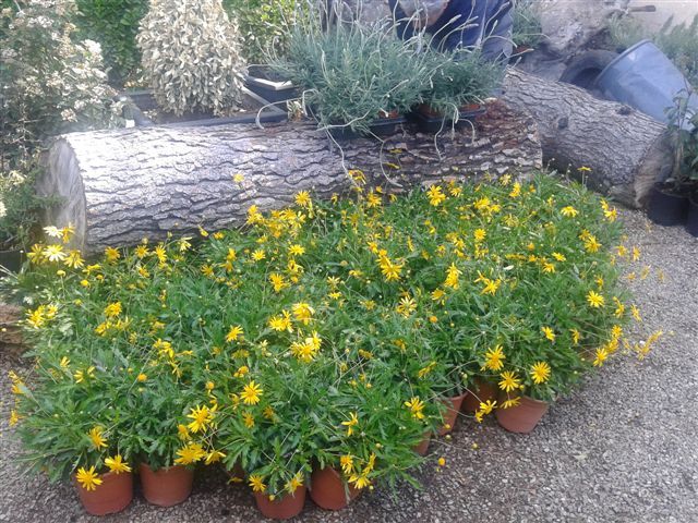 Jardines repondrá cerca de 250 ejemplares de plantas y vegetación en los 14 jardines y zonas verdes del municipio - 2, Foto 2