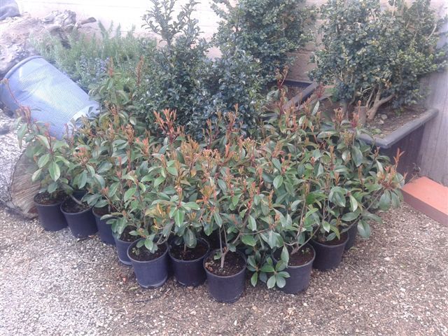 Jardines repondrá cerca de 250 ejemplares de plantas y vegetación en los 14 jardines y zonas verdes del municipio - 3, Foto 3