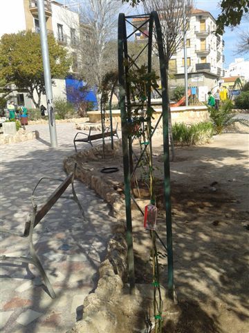 Jardines repondrá cerca de 250 ejemplares de plantas y vegetación en los 14 jardines y zonas verdes del municipio - 4, Foto 4