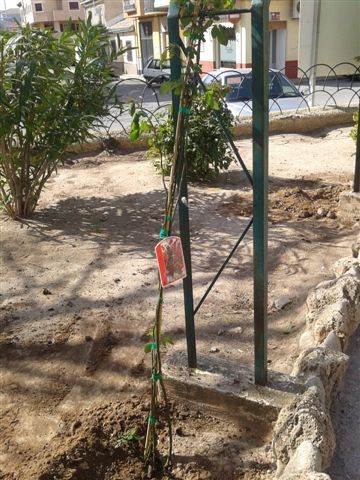 Jardines repondrá cerca de 250 ejemplares de plantas y vegetación en los 14 jardines y zonas verdes del municipio - 5, Foto 5