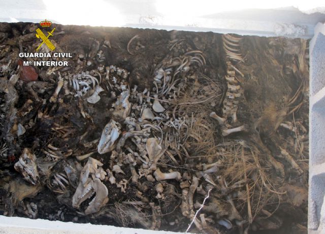 La Guardia Civil denuncia al titular de una granja de Calasparra en la que fue hallado medio centenar de cerdos muertos - 3, Foto 3