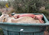 La Guardia Civil denuncia al titular de una granja de Calasparra en la que fue hallado medio centenar de cerdos muertos