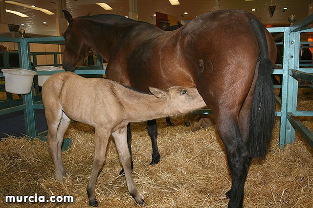 Alrededor de 400 caballos participarán en Equimur 2014 - 1, Foto 1