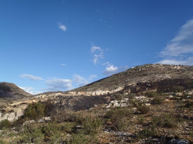 Sofocado un incendio de pinada y matorral bajo en San Julián - 4, Foto 4