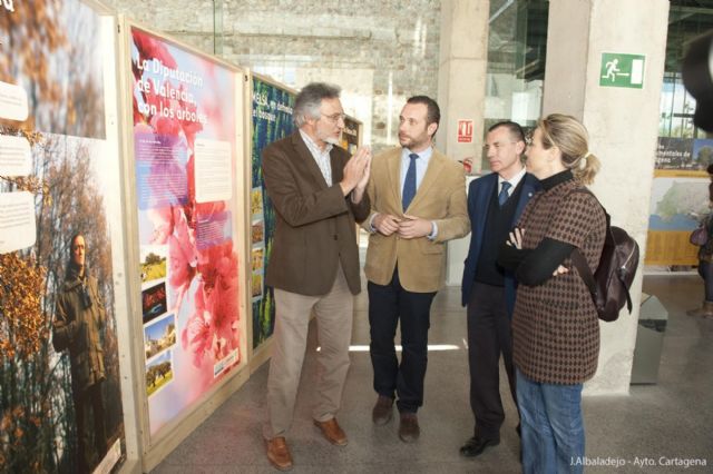 El árbol protagoniza una muestra de concienciación que llega a Cartagena - 4, Foto 4