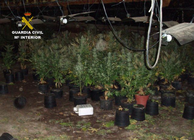 Desmantelada una plantación de marihuana instalada en una nave avícola de Fuente Álamo - 1, Foto 1
