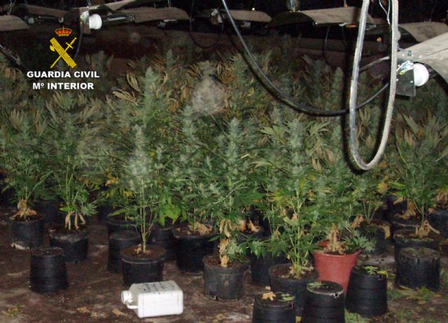 Desmantelada una plantación de marihuana instalada en una nave avícola de Fuente Álamo - 2, Foto 2