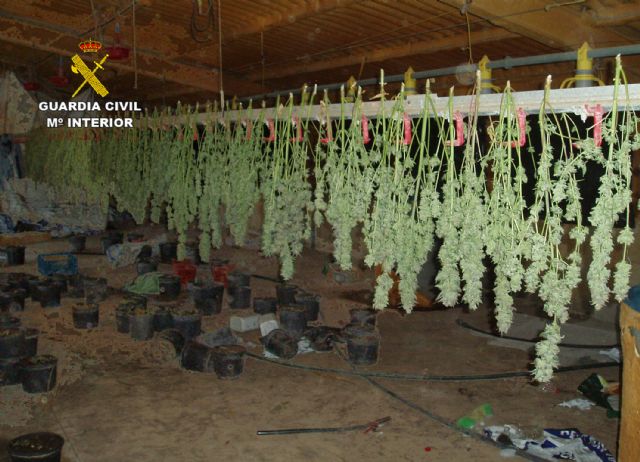Desmantelada una plantación de marihuana instalada en una nave avícola de Fuente Álamo - 3, Foto 3