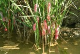 Agricultura advierte a los productores de arroz de Calasparra sobre el riesgo de introducción de la plaga del caracol manzana