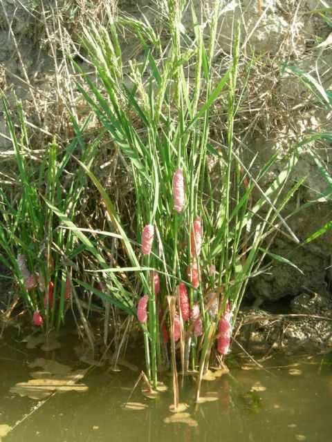 Agricultura advierte a los productores de arroz de Calasparra sobre el riesgo de introducción de la plaga del caracol manzana - 1, Foto 1