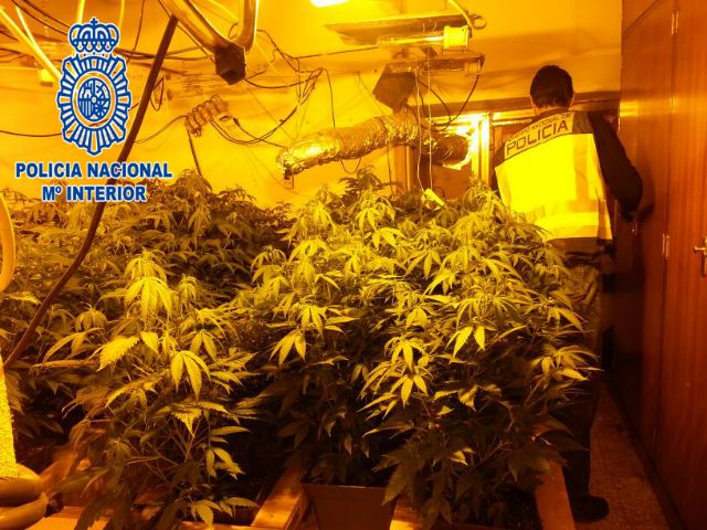 La Policía Nacional halla 107 plantas de marihuana en una vivienda de Javalí Nuevo, Murcia - 1, Foto 1