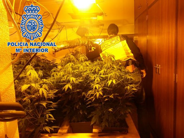 La Policía Nacional halla 107 plantas de marihuana en una vivienda de Javalí Nuevo, Murcia - 2, Foto 2