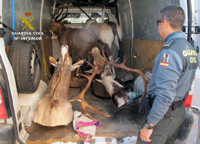 La Guardia Civil interviene en Totana cinco piezas de caza disecadas que eran transportadas ilícitamente, Foto 4