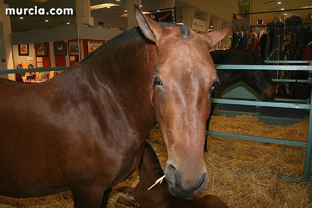 Se celebra la decimonoveno certamen ecuestre de Equimur - 1, Foto 1