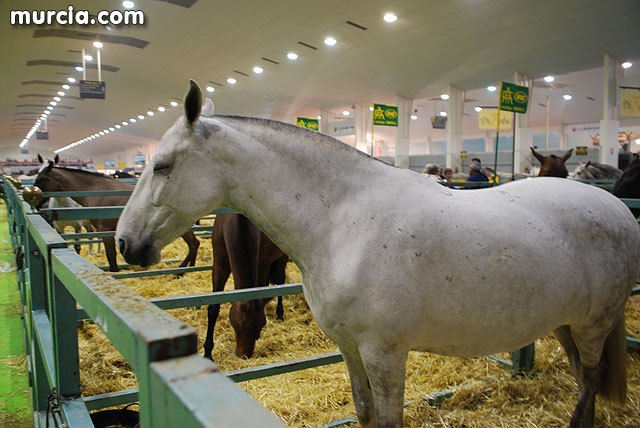 Salón Internacional de Caballos de Razas Puras Región de Murcia-Equimur 2014 - 1, Foto 1
