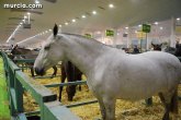 Saln Internacional de Caballos de Razas Puras Regin de Murcia-Equimur 2014