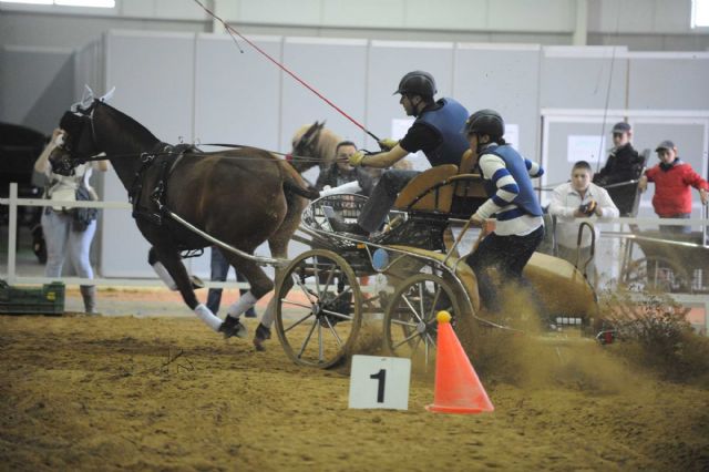 Equimur 2014 - Salón internacional de caballos de razas puras - 1, Foto 1