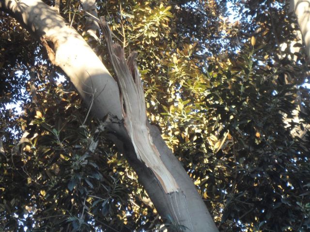Los técnicos de Medio Ambiente certifican que el Ficus del Jardín de Floridablanca no presentaba daños estructurales - 1, Foto 1