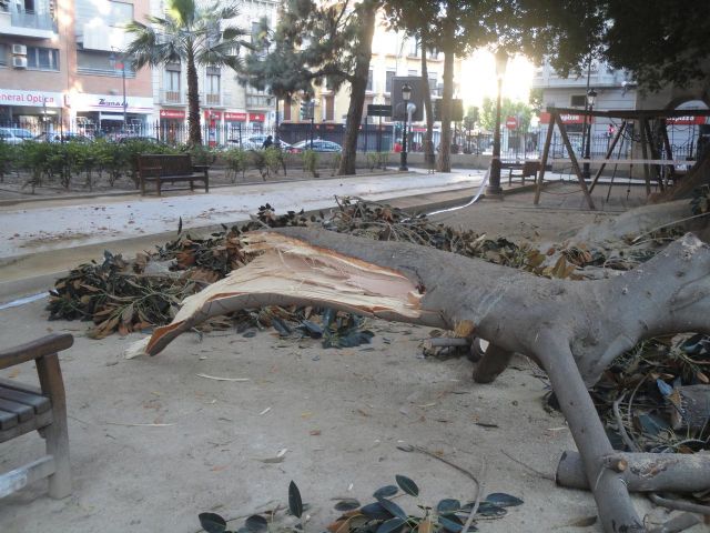 Los técnicos de Medio Ambiente certifican que el Ficus del Jardín de Floridablanca no presentaba daños estructurales - 2, Foto 2
