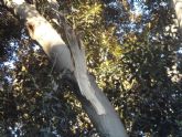 Los técnicos de Medio Ambiente certifican que el Ficus del Jardín de Floridablanca no presentaba daños estructurales