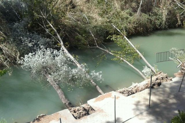 Cuatro árboles caen al Río Segura y hacen peligrar parte de una terraza e infraestructuras del Santuario de Ntra. Sra. de la Esperanza - 1, Foto 1