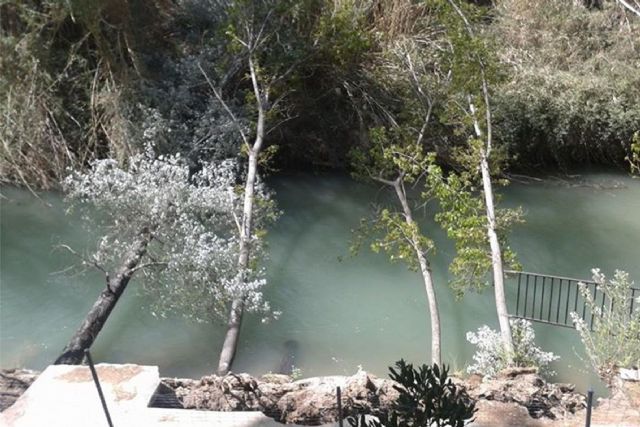 Cuatro árboles caen al Río Segura y hacen peligrar parte de una terraza e infraestructuras del Santuario de Ntra. Sra. de la Esperanza - 2, Foto 2