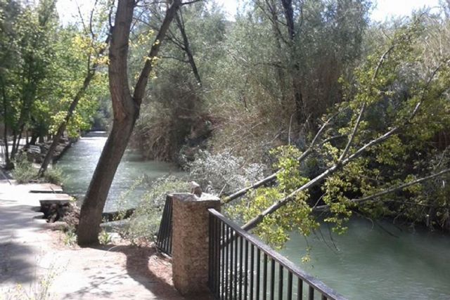 Cuatro árboles caen al Río Segura y hacen peligrar parte de una terraza e infraestructuras del Santuario de Ntra. Sra. de la Esperanza - 3, Foto 3
