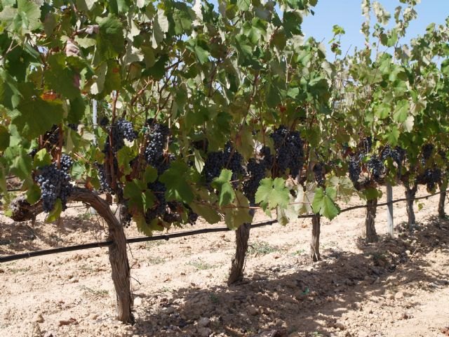 Agricultura informa a los viticultores de Yecla de la normativa sobre uso sostenible de los productos fitosanitarios - 1, Foto 1
