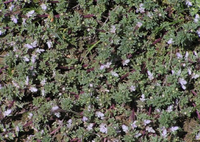 La Comunidad promueve la reintroducción de una planta silvestre protegida en Yecla - 2, Foto 2