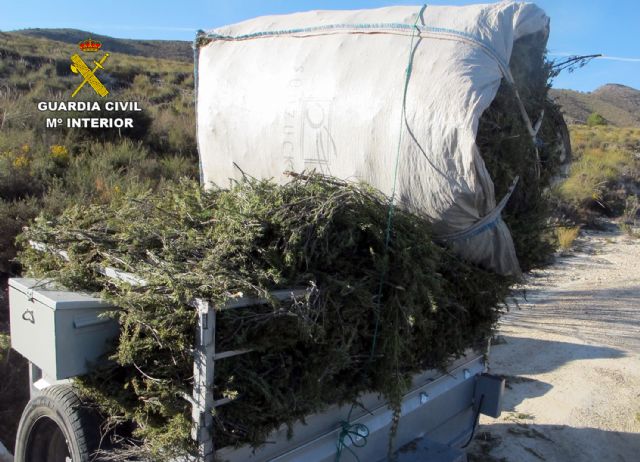 La Guardia Civil decomisa tonelada y media de romero recolectado en el monte sin autorización - 1, Foto 1