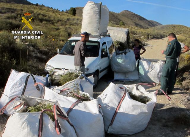 La Guardia Civil decomisa tonelada y media de romero recolectado en el monte sin autorización - 2, Foto 2