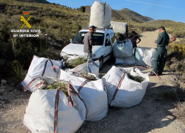 La Guardia Civil decomisa tonelada y media de romero recolectado en el monte sin autorización - 3, Foto 3