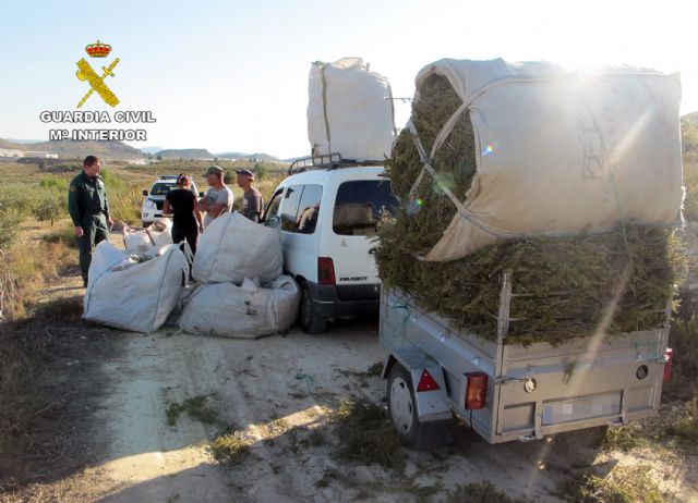 La Guardia Civil decomisa tonelada y media de romero recolectado en el monte sin autorización - 4, Foto 4