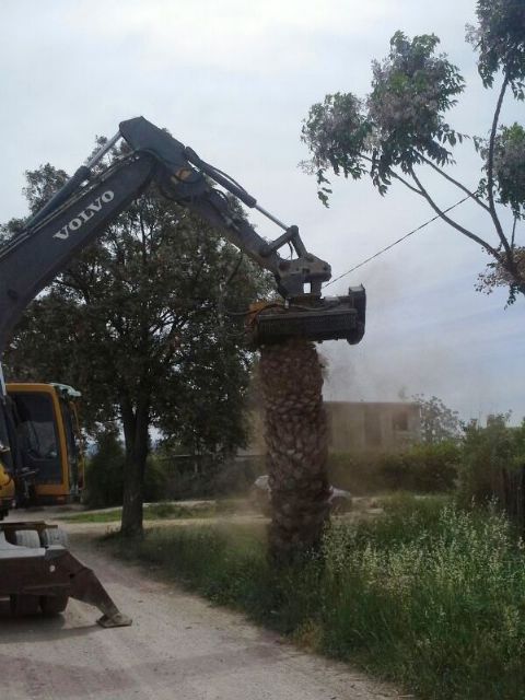 La CHS inicia el corte de más de 600 palmeras afectadas por el picudo entre Murcia y Guardamar - 1, Foto 1