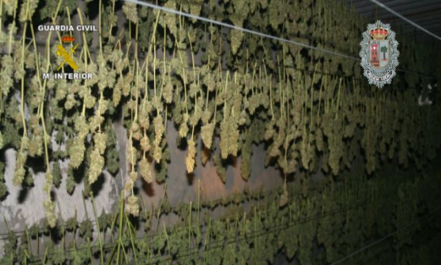 La Guardia Civil realiza 162 arrestos por cultivo y tráfico de marihuana en la Región durante 2013, Foto 2