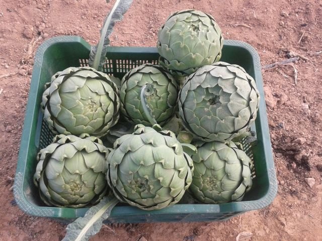 Agricultura ensaya técnicas de cultivo para la producción de alcachofa durante los meses de diciembre a marzo - 1, Foto 1